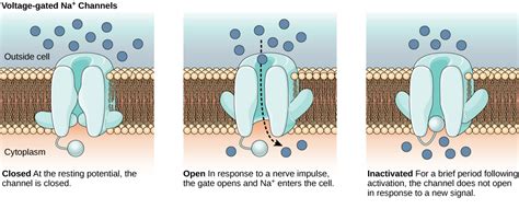 sodium leak channels|Functional role of voltage